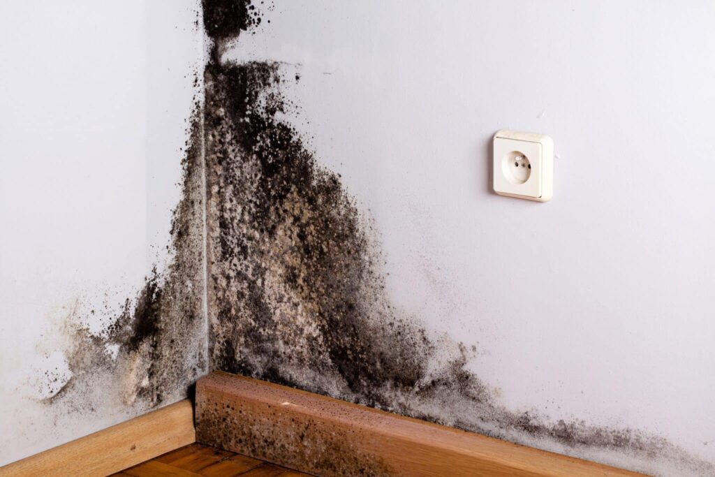 West Palm Beach mold remediation near me