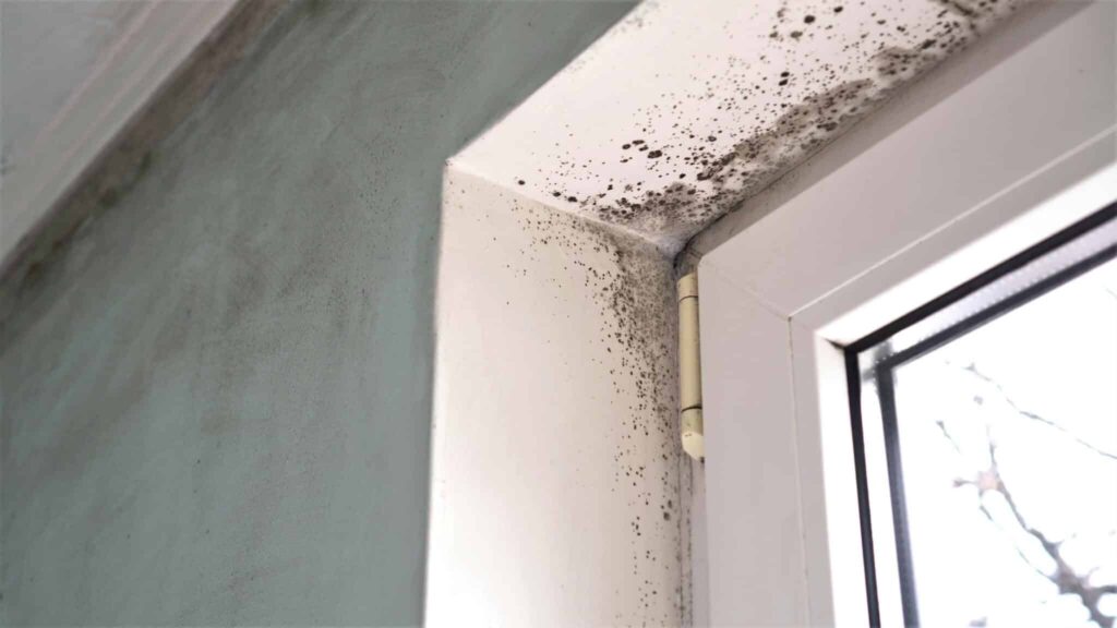 mold remediation West Palm Beach FL