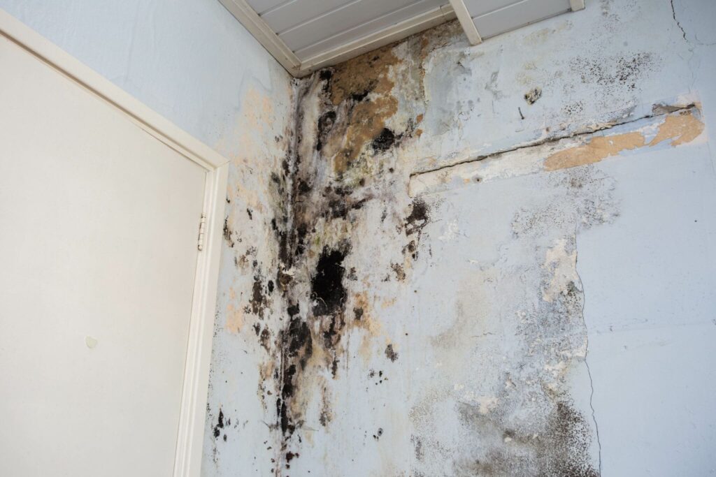 mold removal West Palm Beach FL